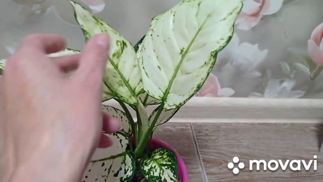 Комнатные цветы/растения. Обзор комнатных цветов. Мои любимые аглаонемы!