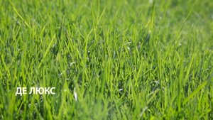 Газон "Де Люкс" от SagamaGreen