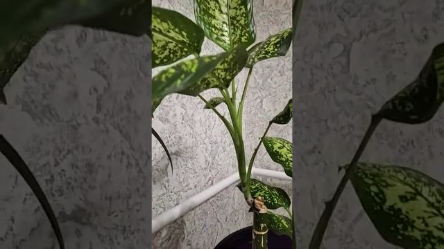 Молодая Диффенбахия в кашпо - Комнатные растения требуют уход! смотреть онлайн