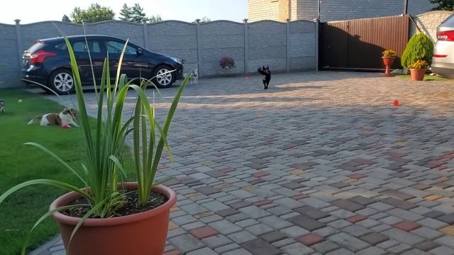 Собираем первый урожай ! Пошли огурцы и белый налив смотреть онлайн