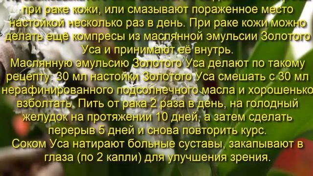 Золотой Ус в народной медицине смотреть онлайн
