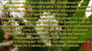 Золотой Ус в народной медицине