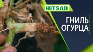 Гниют корни огурцов Как лечить корневые гнили огурца