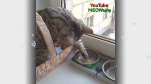 С Новым Годом! КОШАЧЬЕ поздравление!!!