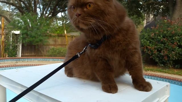 Cinnamon British Shorthair. смотреть онлайн