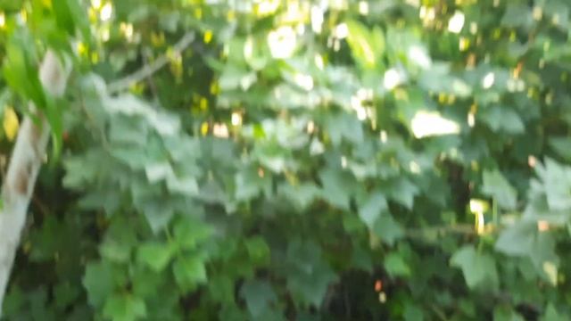 персик Уфо 3 14.07.2023 смотреть онлайн