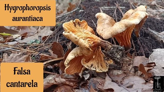 LAS SETAS Y SUS HABITATS EN NAVIDAD. DOCUMENTAL DE LA MANO DE PAPA NOEL смотреть онлайн