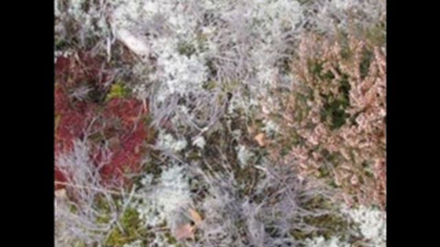 Fursaxa - Lunaria Exits The Blue Lodge смотреть онлайн