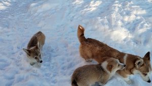 Собаки корги...