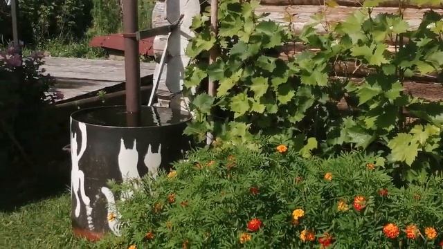 Чихуахуа на даче. 2 часть | РУБРИКА чихуахуа Торри смотреть онлайн