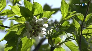 Лесная кухня – секреты приготовления квашеных джонджоли