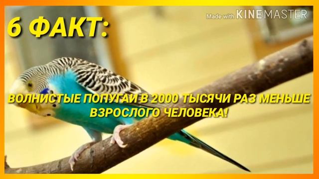 ?10 ИНТЕРЕСНЫХ ФАКТОВ О ВОЛНИСТЫХ ПОПУГАЯХ!?|Гоша Гороша смотреть онлайн