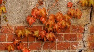 Антонио Вивальди. "VIENI, VIENI O MIO DILETTO" - Поёт Виктория Иванова