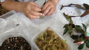 Филодендрон Розовая Принцесса. эксперимент🌱🌱