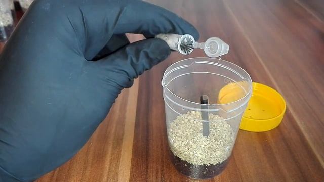 UNBOXING ! Avicularia purpurea 10x L2 смотреть онлайн