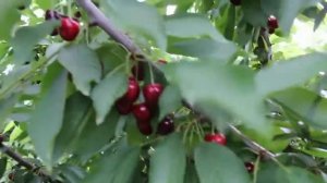 Саженцы плодовых деревьев  Черешня  Регина. Тел; +905522918474