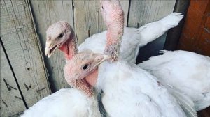 Разведение индюков кросса Хайбрид Конвертер как бизнес идея |Птицеводство | Индюки Хайбрид Конверте