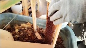 Выбивание перги из пчелиных сот