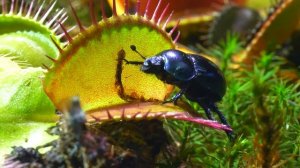 ЧТО БУДЕТ, ЕСЛИ НАКОРМИТЬ ХИЩНОЕ РАСТЕНИЕ КОЛБАСОЙ?