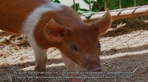 Красная белопоясная свинья – отличная продуктивность в короткие сроки