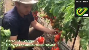 Вегго F1 - гибрид томата - Энза Заден