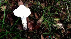 Какие Грибы Растут в Ноябре  Олений Лес. Рядовка Белая Голубиная. Гигрофоры и Лисички.