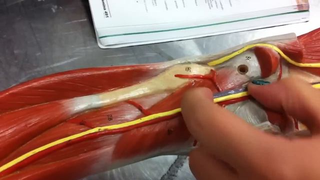 Venas y arterias de la pierna смотреть онлайн