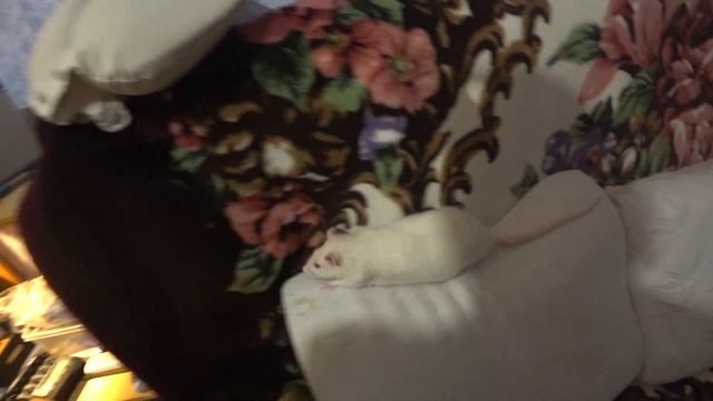 Белый крыс "Федя" готов к НОВОМУ ГОДУ. смотреть онлайн