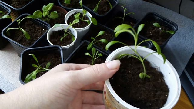 снова зима???/прищипываю остики смотреть онлайн