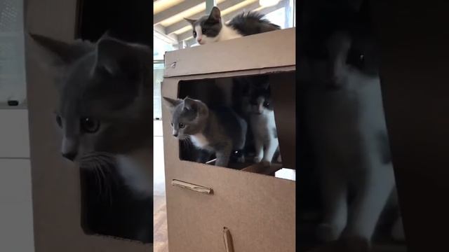 Крафтовый картонный дом для кошки