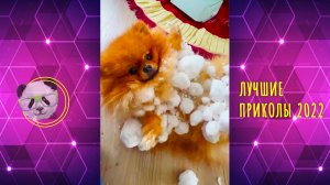 СМЕШНЫЕ животные ? ТОП видео ПРИКОЛЫ 2022 | Подборка пушистого позитива для поднятия настроения!