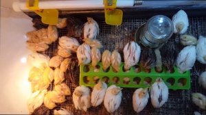 Размышления: Кого выбрать? взрослых перепелов? Молодняк или инкубационное яйцо?