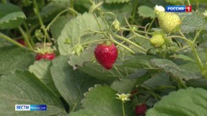 В Хакасии теперь выращивают клубнику в промышленных масштабах