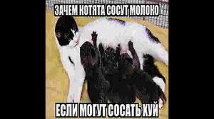 ЗАЧЕМ КОТЯТА СОСУТ