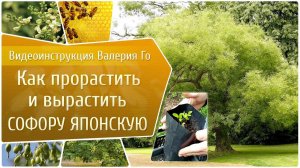 Как прорастить и вырастить софору японскую?!