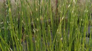Камыш Зебринус (Scirpus Tabernaemontani variegate Zebrinus) Zebrinus Reed