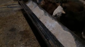 Как Правильно кормить бычком и какие корм надо давать и какие витамины Сделать чтобы хорошо набрал