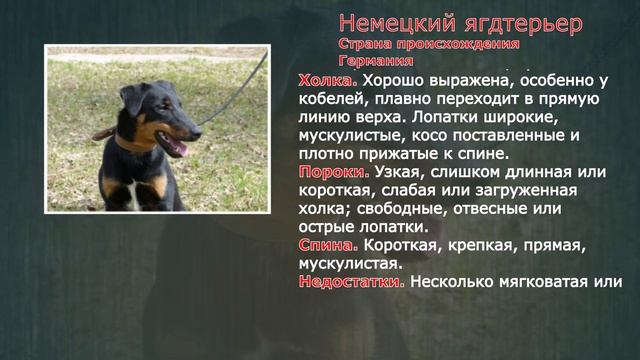 Стандарты пород Немецкий ягдтерьер