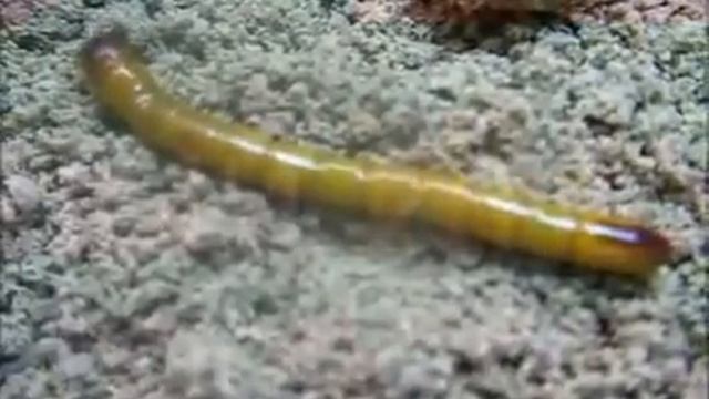 Почин смотреть онлайн