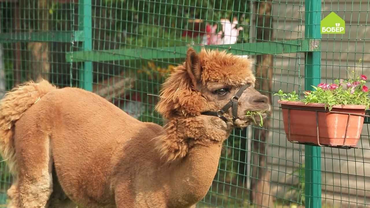 Как содержать альпака: устраиваем душ и выводим на прогулку / Альпаководство набирает обороты