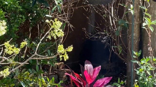 Mature Zone 9a Garden Tour (Part 1) | Medusa Air Plant + More!! смотреть онлайн