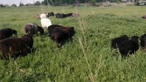 Случка овец