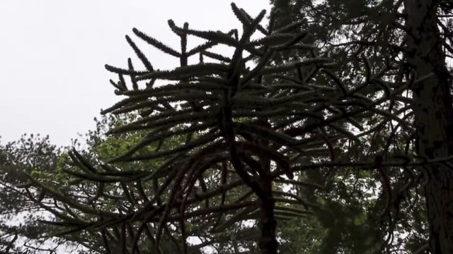 Отдых в Ялте 2018 смотреть онлайн