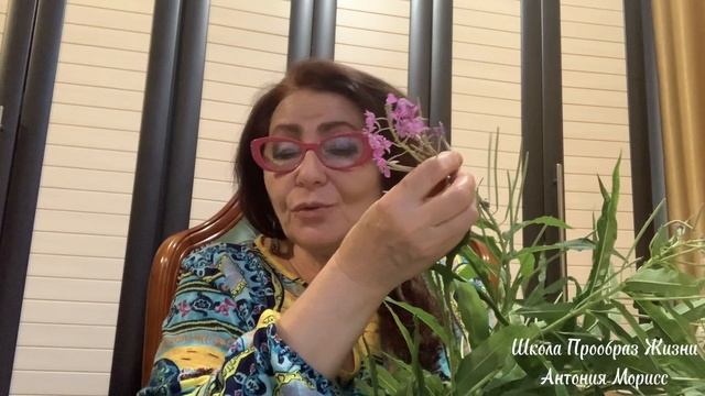 ФЕРМЕНТИРОВАТЬ ИЛИ НЕ ФЕРМЕНТИРОВАТЬ ИВАН-ЧАЙ?