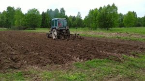 Посадка картошки трактором, подготовка земли к посадке и красивые кадры с коровами и алабаем