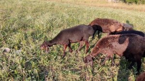 #овцы#эдильбай#гисар#ягнята#ярочки#бараны#белорусь#