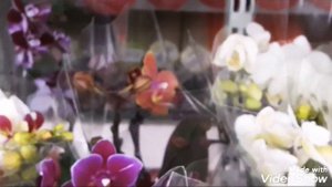 ОБЗОР завоза ОРХИДЕЙ на 8 марта 2020года/март/ шикарный завоз??❤??/Пятигорск #Орхидея