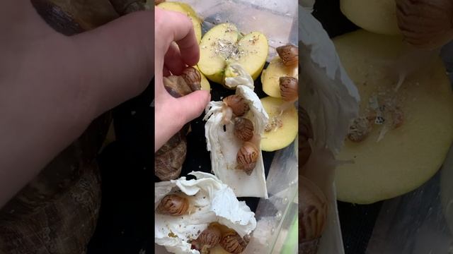 Ахатинки.Улитка.Живут улитки уже в двух контейнерах. смотреть онлайн