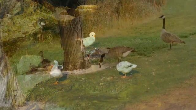 Geese and good relax music - for your relaxation, peace of mind, meditation смотреть онлайн