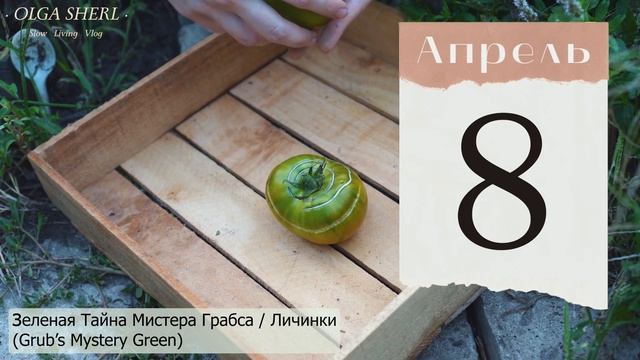 ТОМАТЫ: лунный посевной календарь на АПРЕЛЬ 2023! Когда сажать / сеять семена помидоров на рассаду?